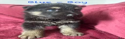 German Shepherd dogs for sale: Stunning Family Raised German Shepherd Puppies - Advert 21