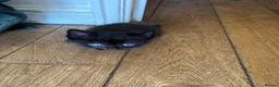 British Shorthair cats for sale: 5 beautiful black kittens - Advert 9
