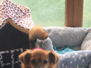 Mixed Breed dogs Tiny Minxy - Advert 10