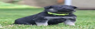 NIRVANA ( bright green collar)