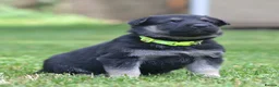 German Shepherd dogs for sale: ⭐ Rare East European Shepherd Puppies UK - Advert 15