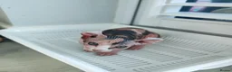 Sphynx cats for sale: Sphynx elf kittens for sale. Rare Calico girls.  - Advert 11