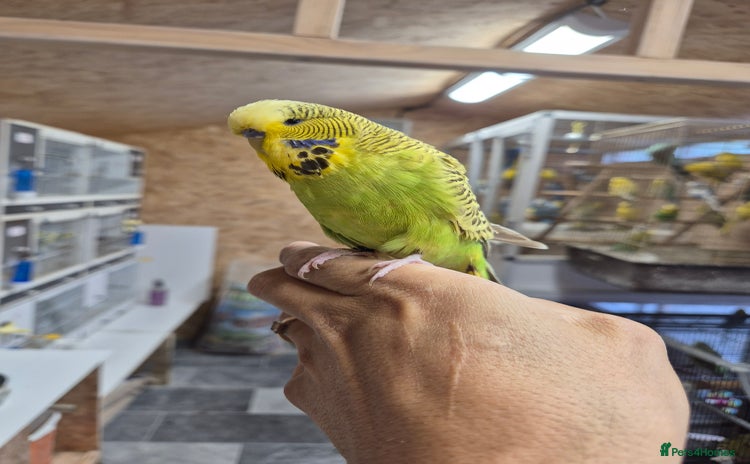 Budgerigars birds - Advert 11