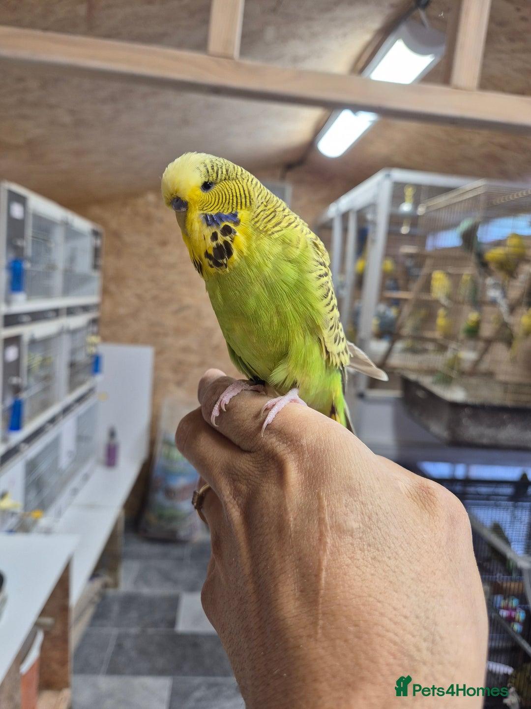 Budgerigars birds for sale: Tamed Cinnamon green 25 - Image 1