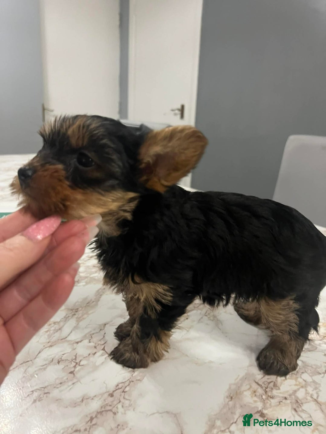 Yorkshire Terrier dogs for sale: Yorkshire terrier puppie  - Advert 5