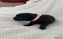 Labrador Retriever dogs for sale: Stunning Labrador Puppies - Image 27