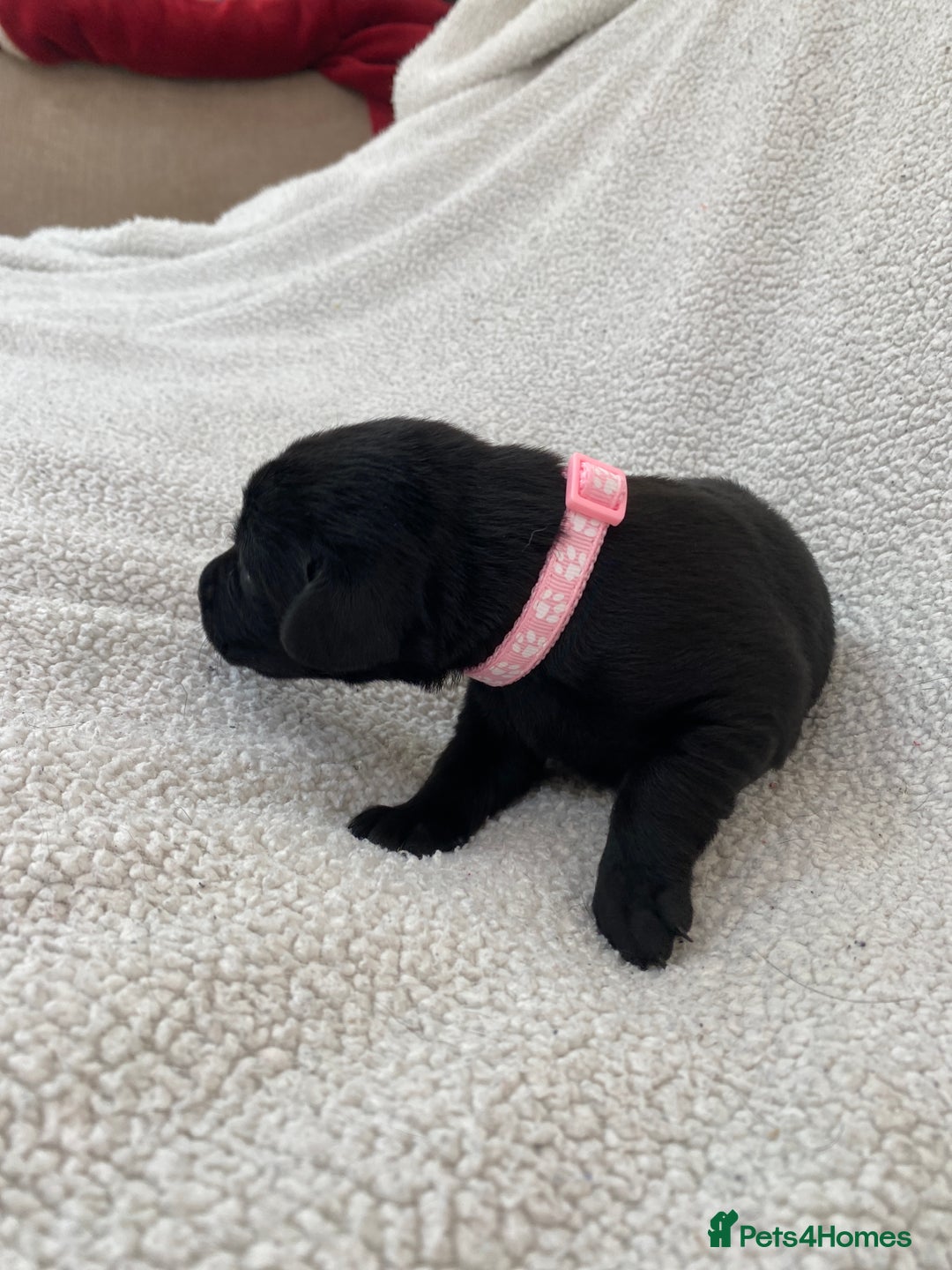 Labrador Retriever dogs for sale: Stunning Labrador Puppies - Image 27