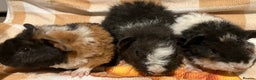 Guinea Pig rodents for sale: Handsome Teddy boys - Advert 2
