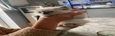 Ragdoll 1