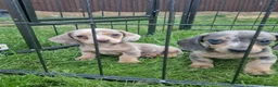 Miniature Dachshund dogs for sale: READY NOW 3 boys left Blue dapple daxies - Advert 13