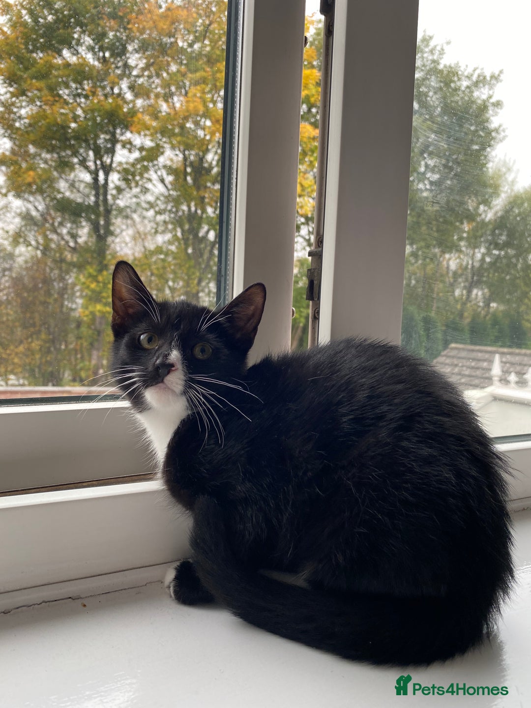 Mixed Breed cats for sale: Tuxedo Tabby kittens  - Image 8