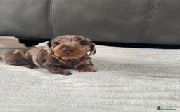 Miniature Dachshund dogs for sale: Miniature dachshund  - Image 1