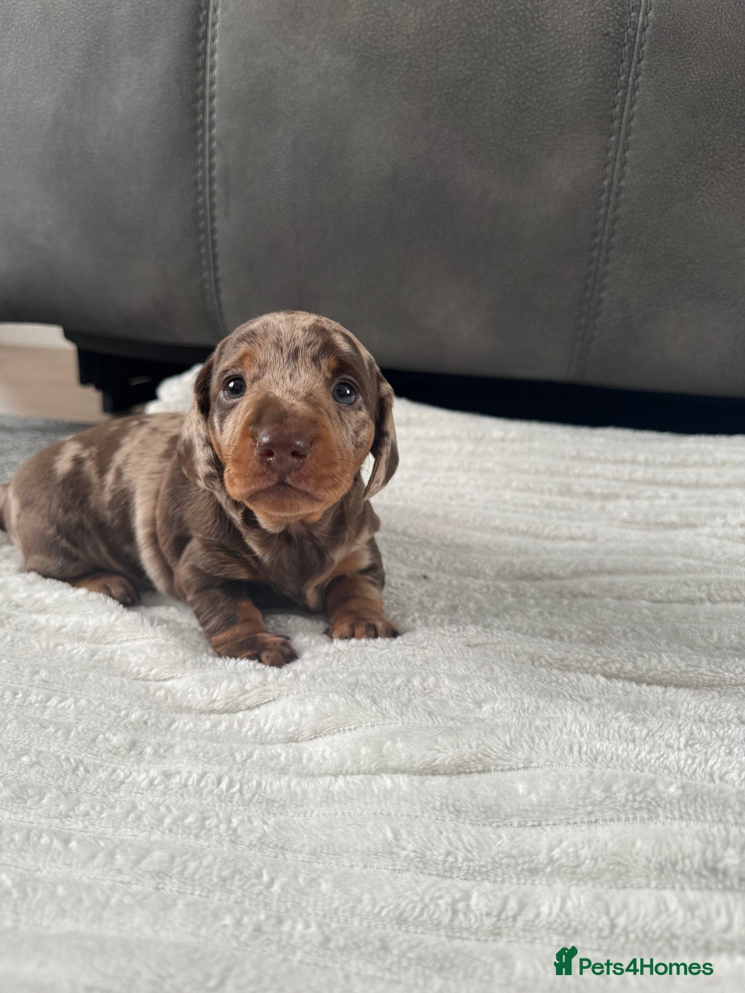 Miniature Dachshund dogs for sale: Miniature dachshund  - Image 1