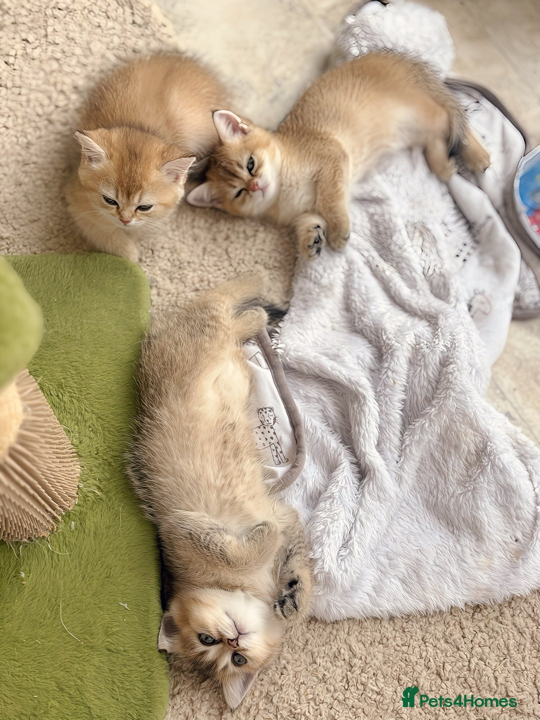 British Shorthair cats for sale: GCCF registered Golden BSH champion line, Boys - Image 27
