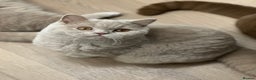 British Shorthair cats for sale: Exc   champion line - Advert 4