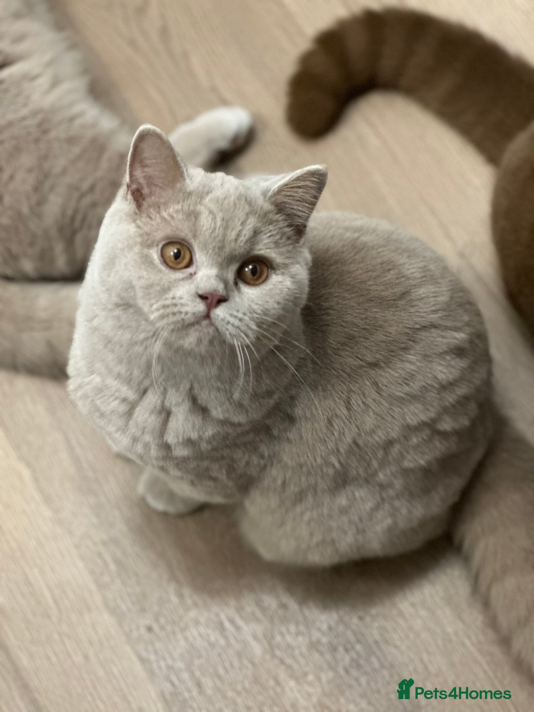 British Shorthair cats for sale: Exc   champion line - Advert 4