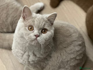 British Shorthair cats Exc champion line - Advert 17