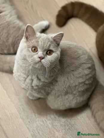 British Shorthair cats Exc champion line - Advert 16