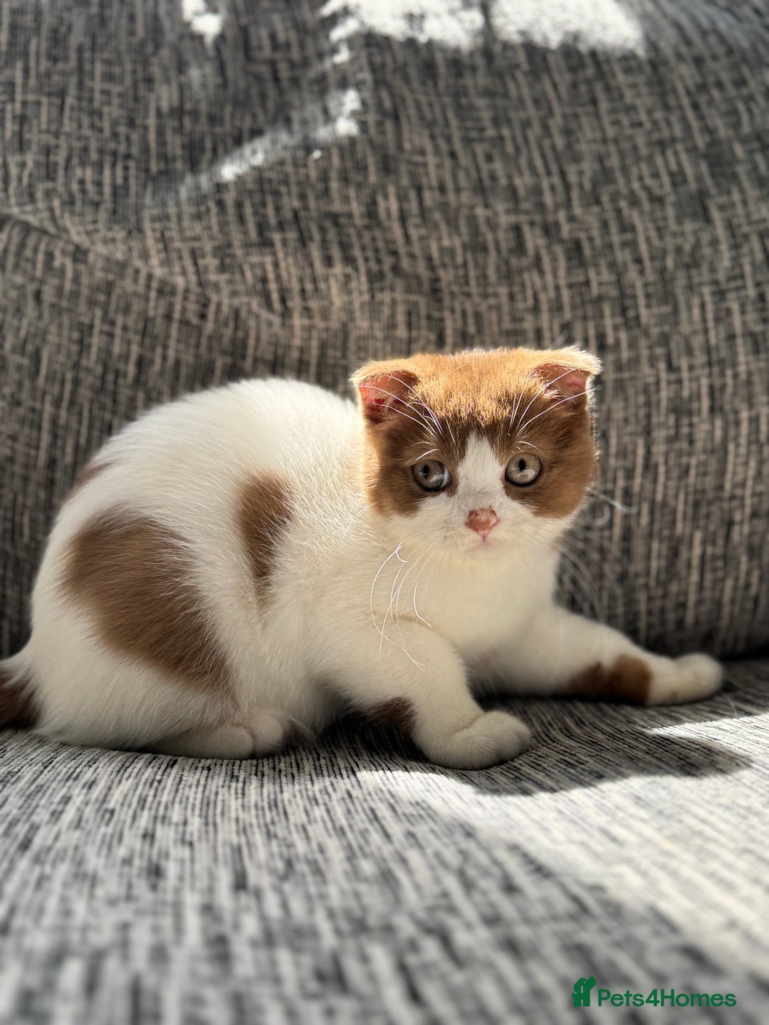 Scottish Fold cats for sale: Tica Registered Chunky Cinnamon Bi Colour Boy - Image 5