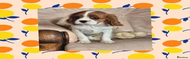 Cavalier King Charles Spaniel 1