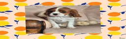 Cavalier King Charles Spaniel dogs for sale: Beautiful Cavalier King Charles Spaniel puppy - Advert 5