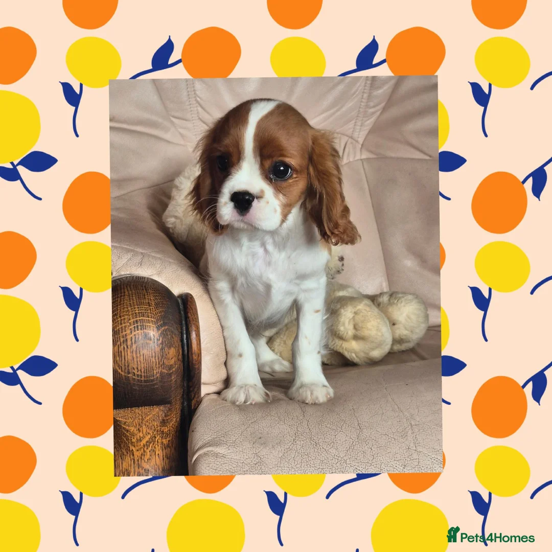 Cavalier King Charles Spaniel dogs for sale: Beautiful Cavalier King Charles Spaniel puppy - Advert 5