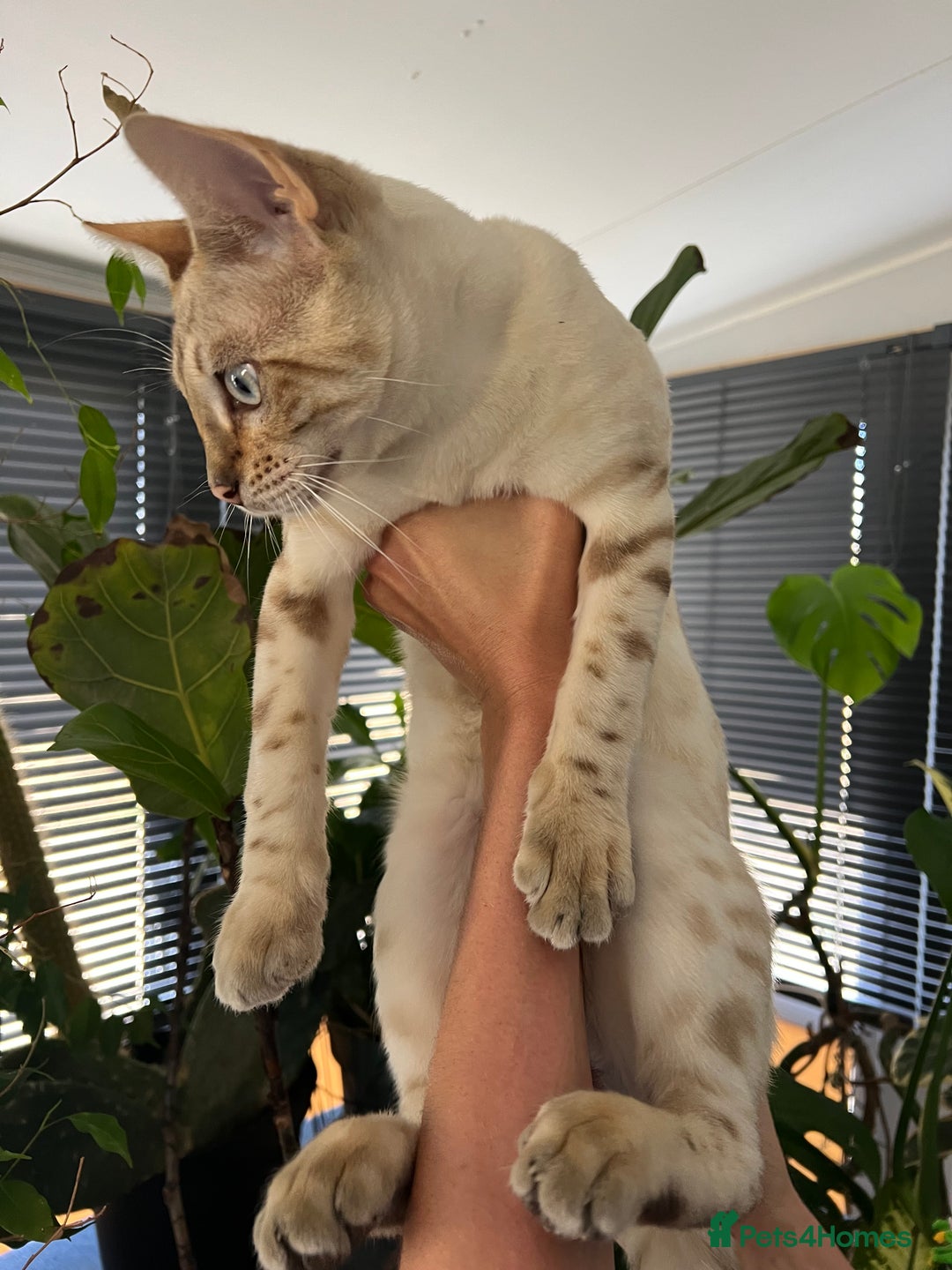 Bengal cats for sale: Male Snow & Female Brown Rosetta bengals - Image 7