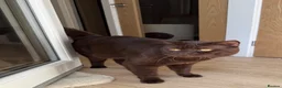 British Shorthair cats for stud: 🐾 Stud Cat Available for Mating 🐾 - Advert 8