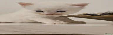 Ragdoll 1