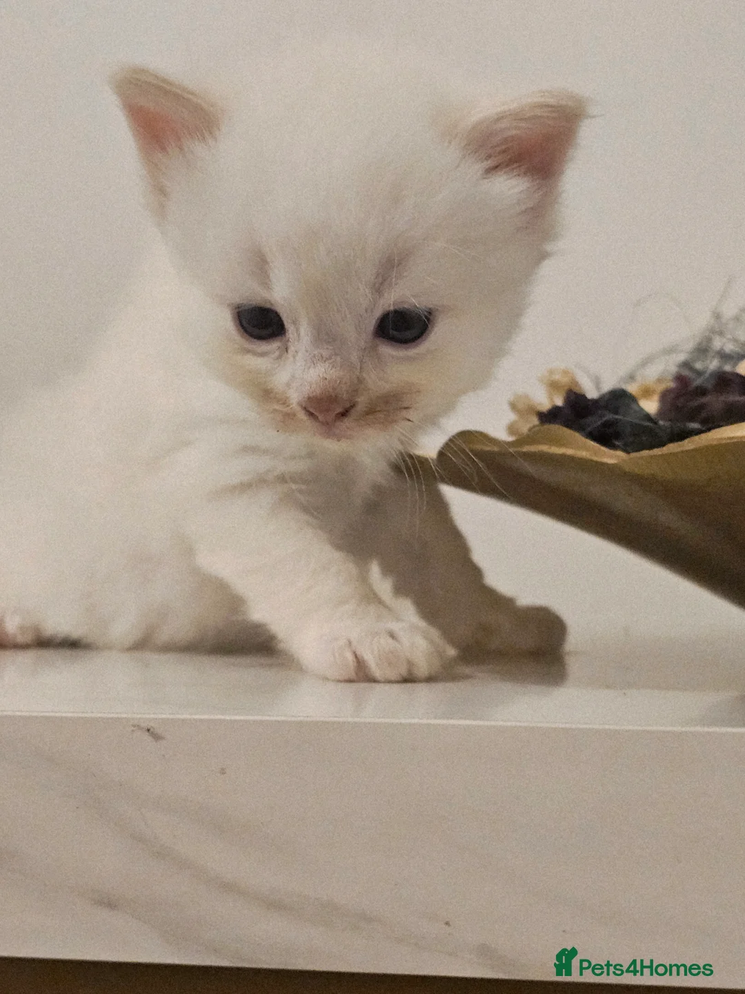 Ragdoll cats for sale: Beautiful ragdoll kittens  in Crawley - Advert 7