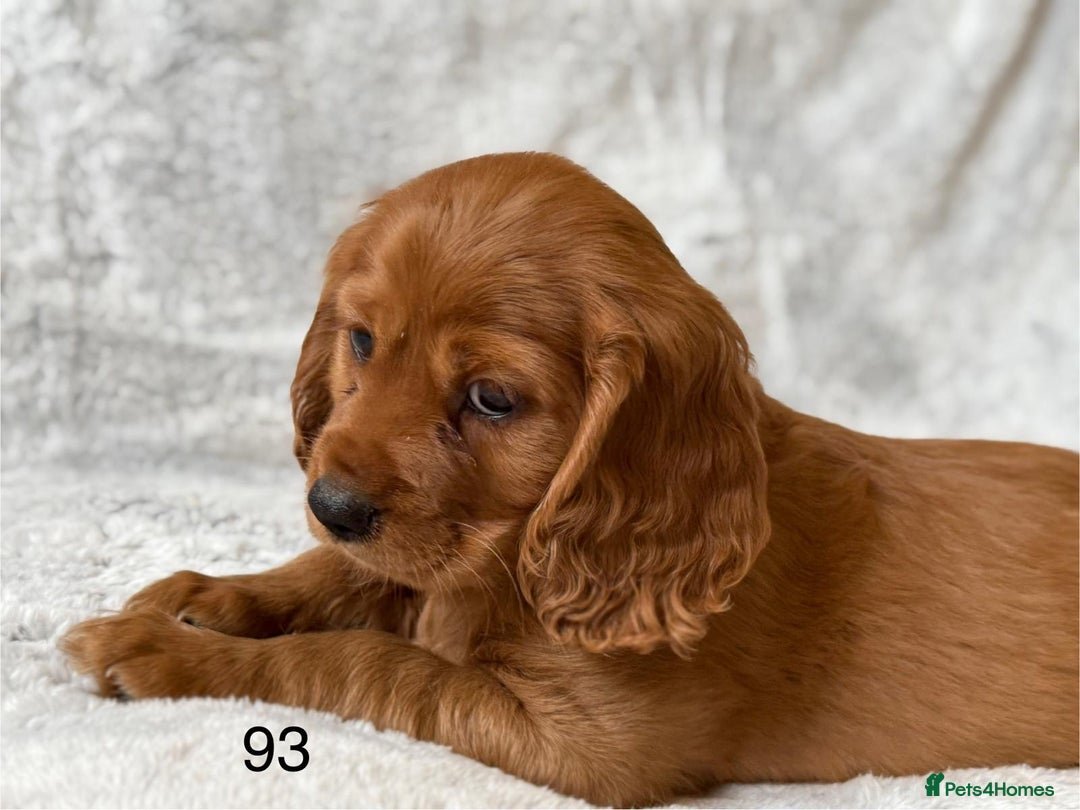 Mixed Breed dogs for sale: Spaniels mixed breed - Image 4