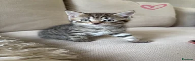 Domestic Shorthair 5