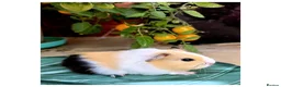 Guinea Pig rodents for sale: Baby Guinea Pigs for Sale! in Castleford - Advert 5