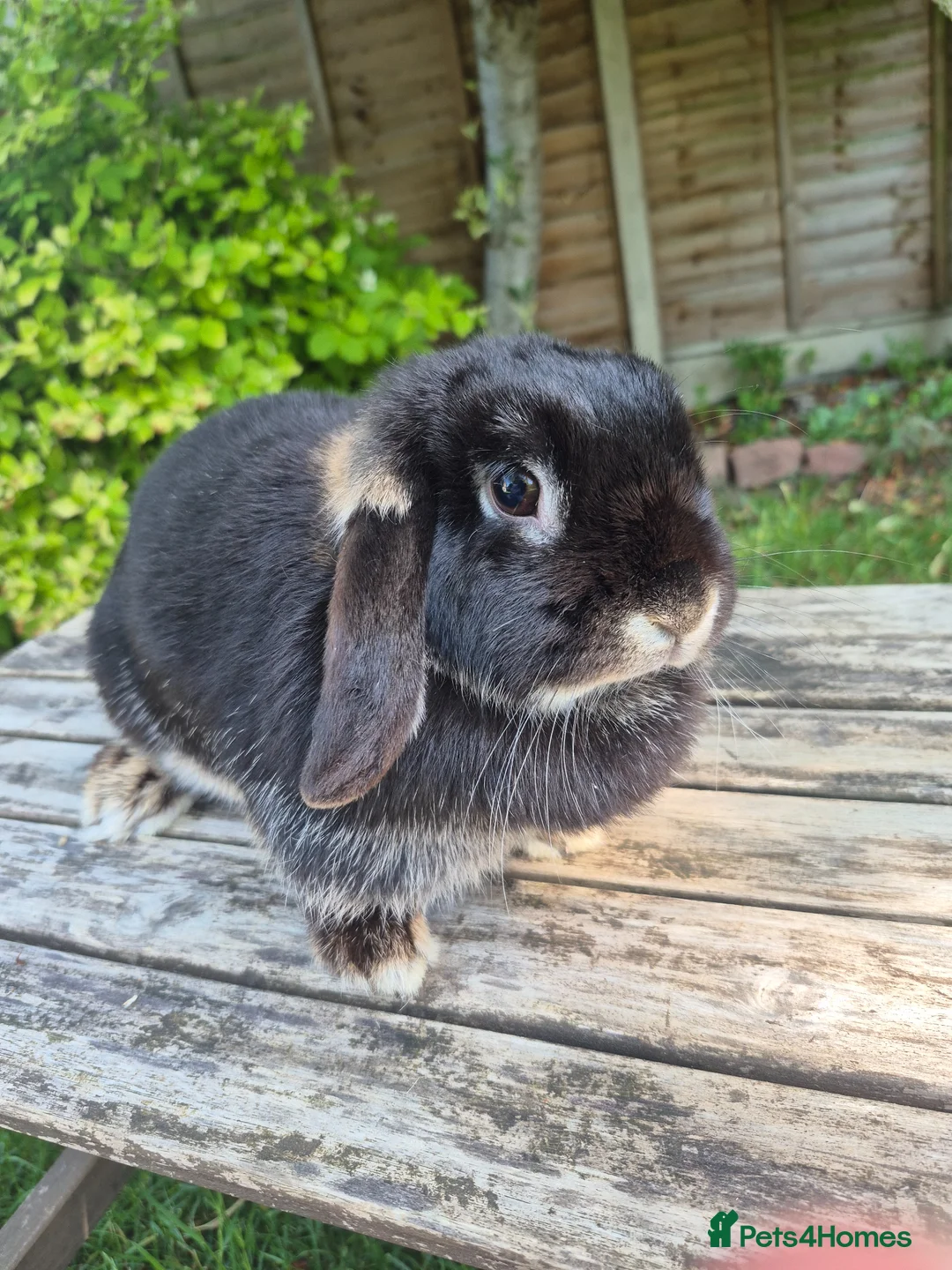 Mini Lop rabbits for sale: Mini lop doe - Advert 2
