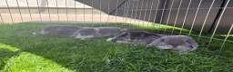 Mini Lop rabbits for sale: Mini Lops Ready To Leave Now  - Advert 11