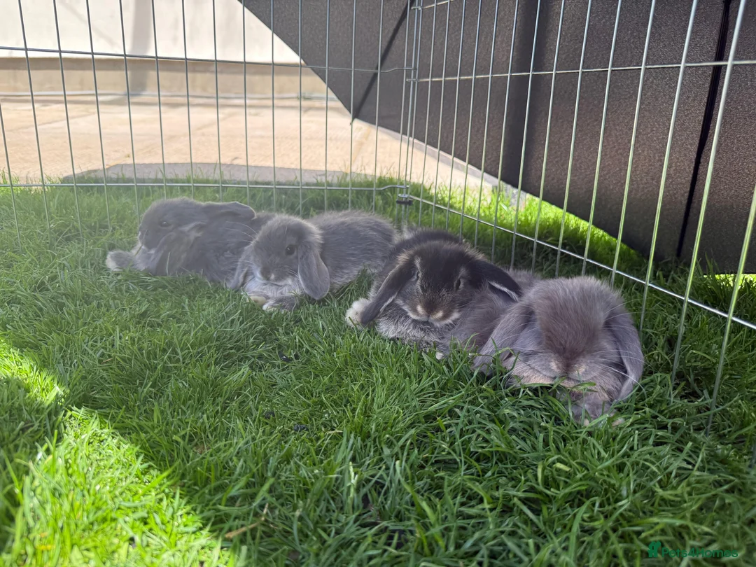 Mini Lop rabbits for sale: Mini Lops Ready To Leave Now  - Advert 11