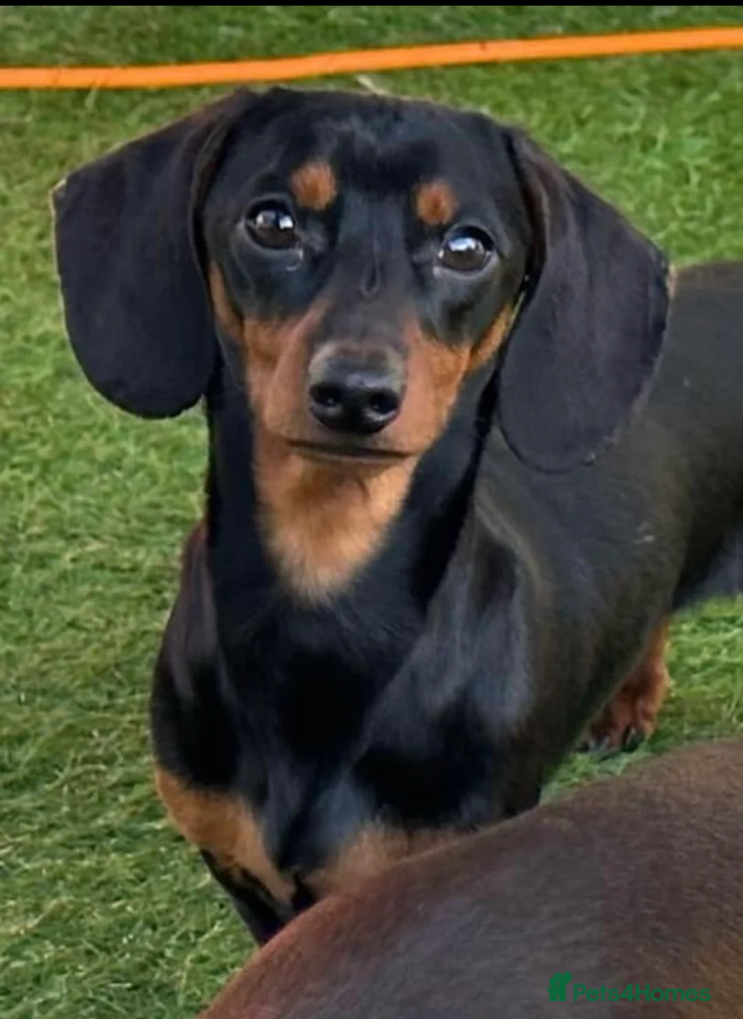 Miniature Dachshund dogs for stud: Gorgeous miniature dachshund  in Maryport - Advert 2
