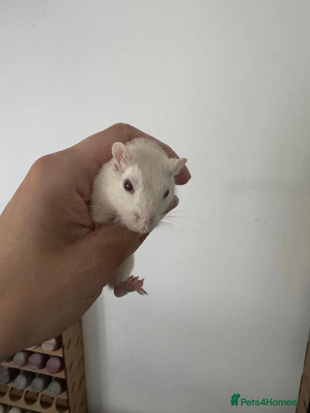 Gerbil rodents for sale: 3 female cream gerbils - Advert 1