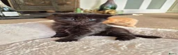 Mixed Breed cats for sale: VERY FRIENDLY FLUFFY KITTENS - Advert 20