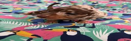 Miniature Dachshund dogs for sale: Dapple miniature dachshunds  - Advert 6