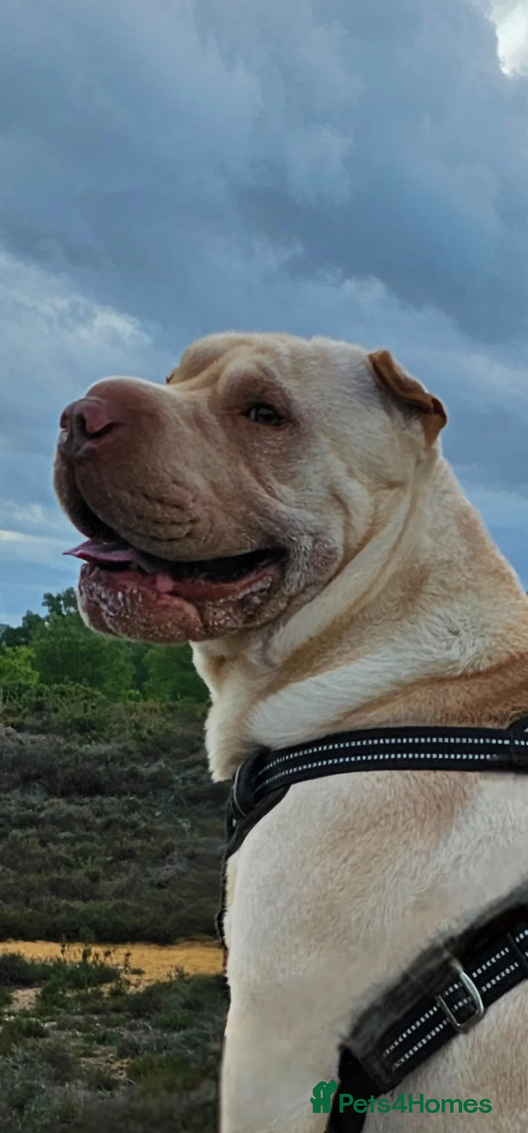 Shar Pei dogs for stud: Shar pei for stud  - Advert 3