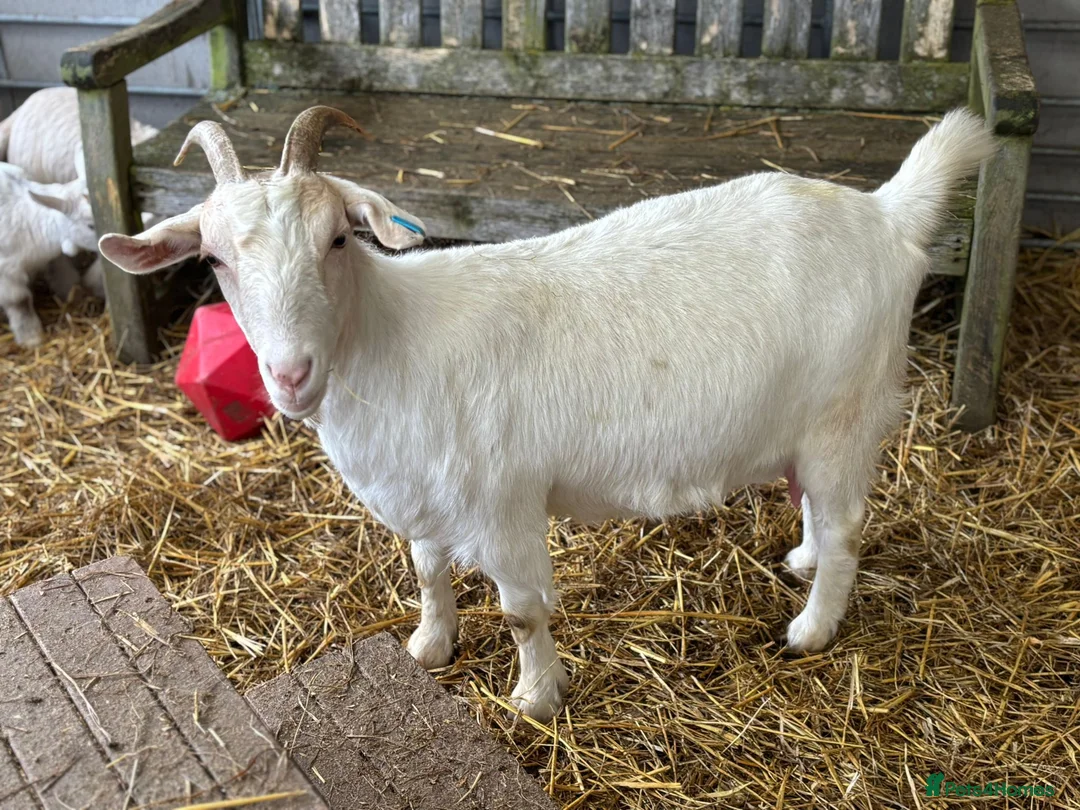 Goats livestock for sale: Pet goats - Advert 5