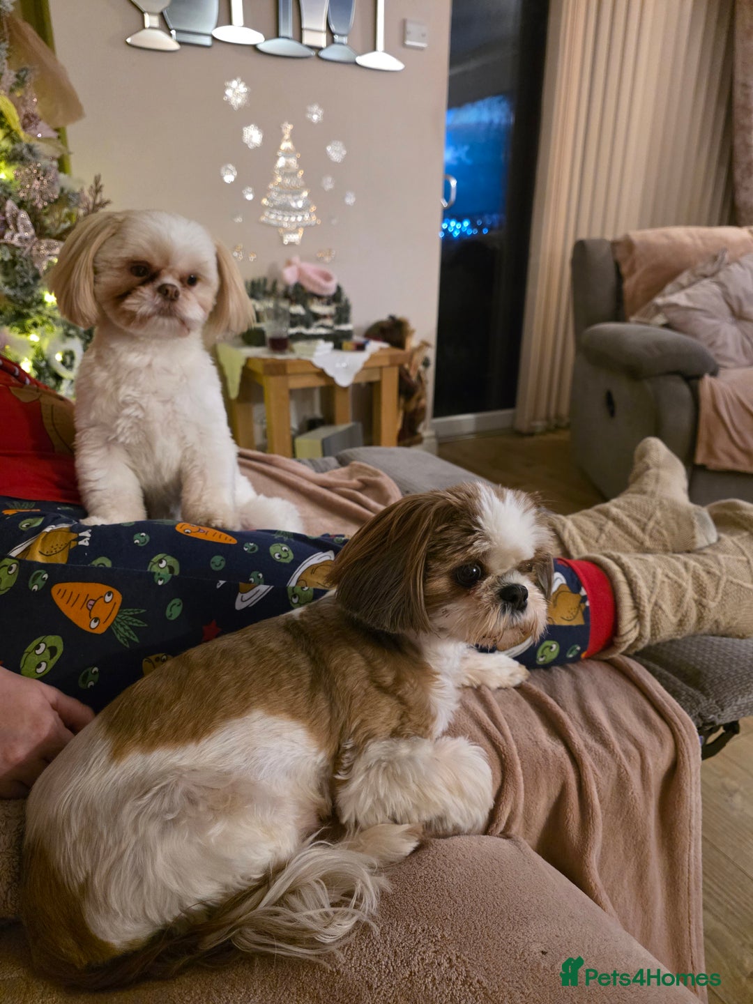 Shih Tzu dogs for sale: Imperial shih tzu stunning - Advert 9