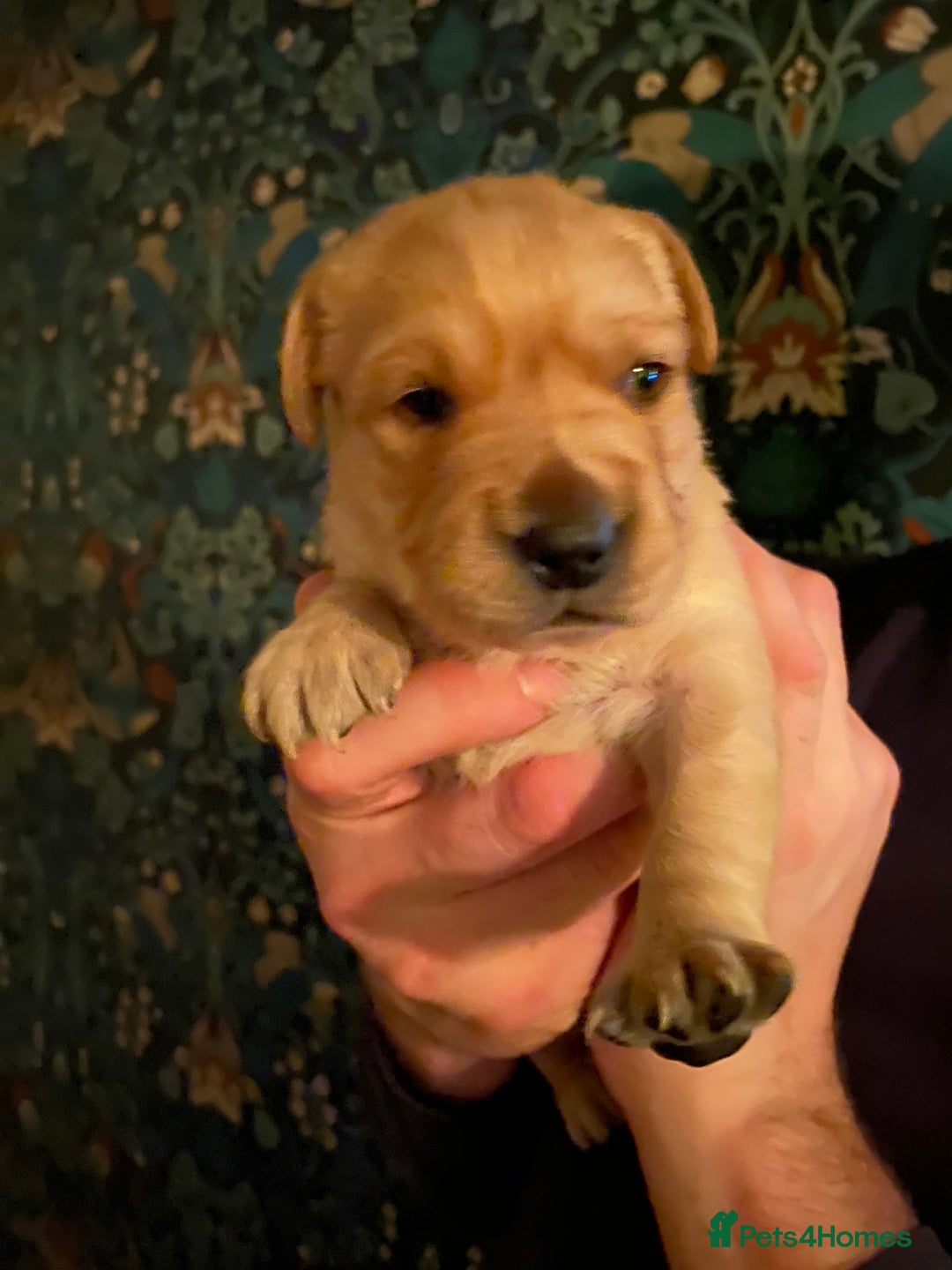 Goldador dogs for sale: Goldador Puppies  - Advert 5