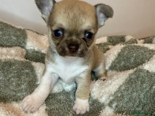 Chihuahua dogs Health tested & KC Reg Chocolate sable boy left! - Advert 9
