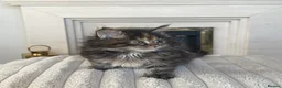 Maine Coon cats for sale: Maine coon kittens  - Advert 10