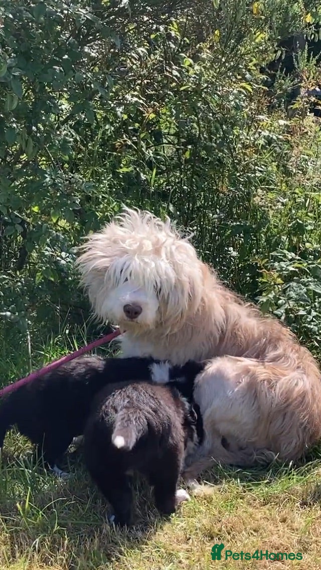 Border Collie dogs Beautiful Collie Pups for sale - Advert 2