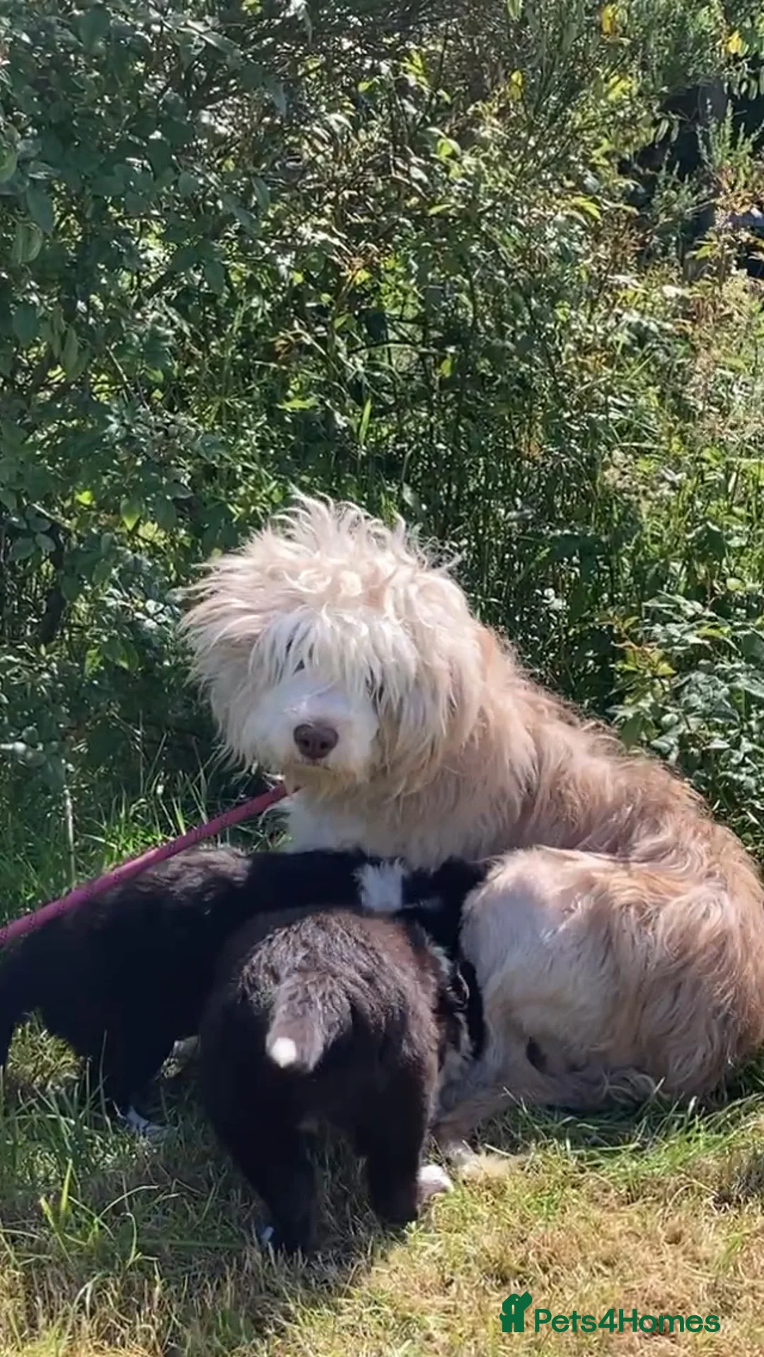 Border Collie dogs for sale: Beautiful Collie Pups for sale - Advert 2