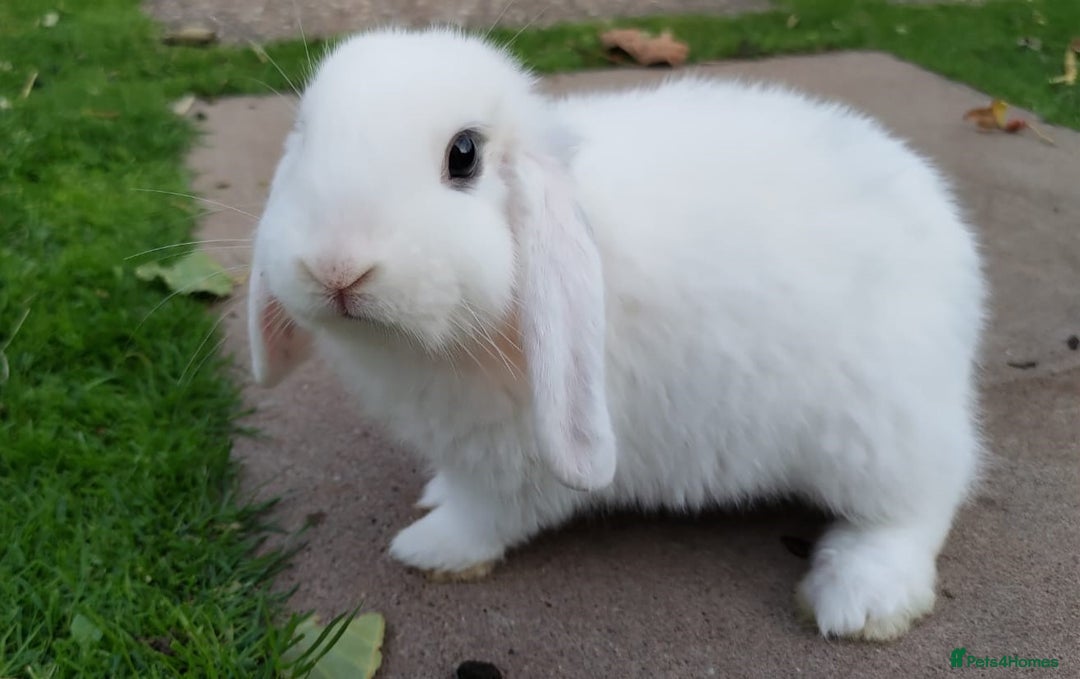 Mini Lop rabbits for sale: Gorgeous Mini lop babies looking for new homes - Image 11