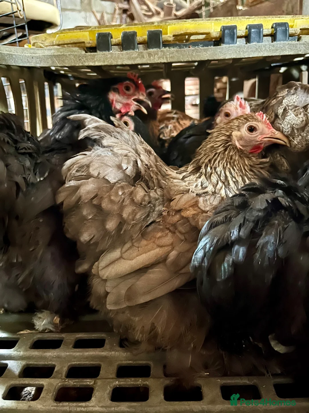Chickens poultry for sale: 10 pekin hens looking for homes  in Cheltenham - Advert 2
